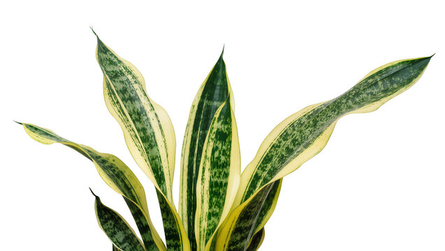 Isolated elegant snake plant with stunning variegated green and golden yellow striped leaves