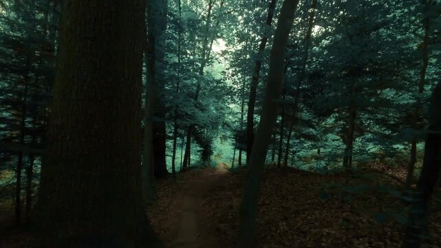 Hiking through a forest of deciduous trees, on a small path, dark and moody