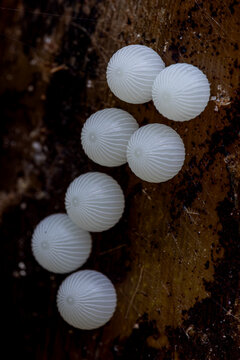 View of white ribbed insect eggs on a dark textured wooden surface Hunawihr, Grand Est, France.
