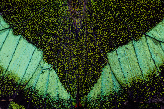 View of extreme macro of the iridescent green and black scales on a butterfly wing showing intricate textures and patterns in Hunawihr, Grand Est, France.