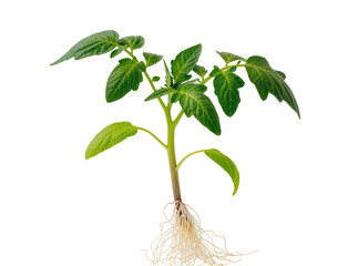 Isolated healthy green tomato plant seedling with visible root system for spring gardening © David