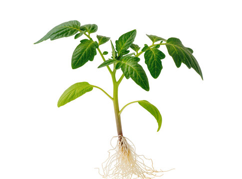 Isolated healthy green tomato plant seedling with visible root system for spring gardening