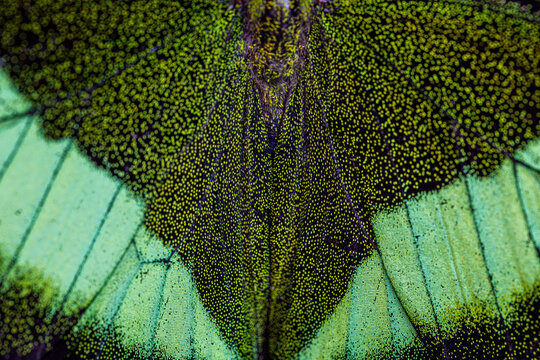View of the intricate iridescent green scales and black patterns on a butterfly wing in Hunawihr, Grand Est, France.