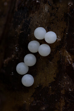 View of small white ribbed insect eggs clustered on dark textured tree bark in Hunawihr, Grand Est, France.