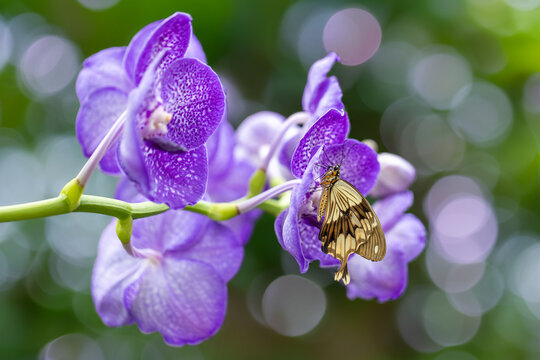 View of a butterfly resting on vibrant purple orchid flowers with a soft bokeh background in Hunawihr, Grand Est, France.