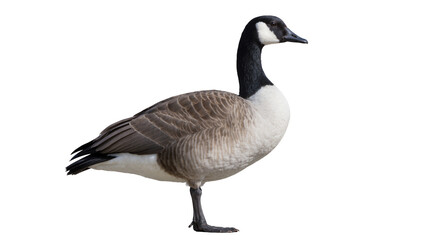 Isolated elegant Canada goose standing in full profile, a majestic North American waterfowl © Vincent