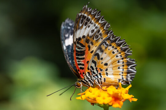 View of a colorful Leopard Lacewing butterfly resting on a bright yellow flower with a soft green background in Hunawihr, Grand Est, France.