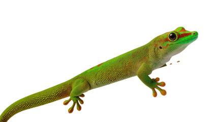 Fototapeta premium Isolated exotic green and red day gecko lizard with vivid scales on a solid backdrop