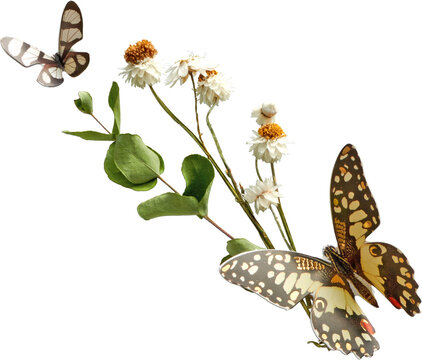 Butterflies and Dried Flowers Arrangement isolated on transparent background