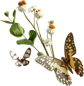 Dried flowers and butterflies diagonal arrangement isolated on transparent background