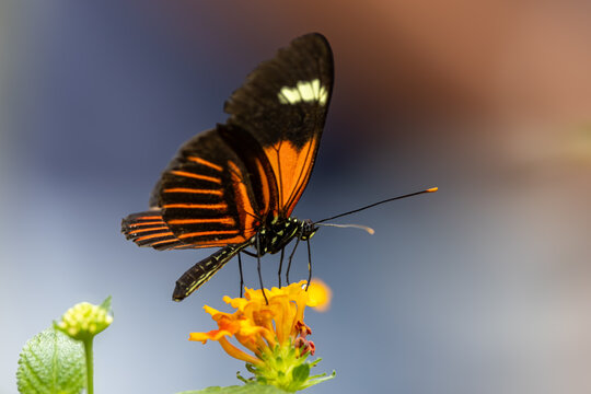 View of a vibrant orange and black butterfly perched on a yellow flower with a soft bokeh background in Hunawihr, Grand Est, France.