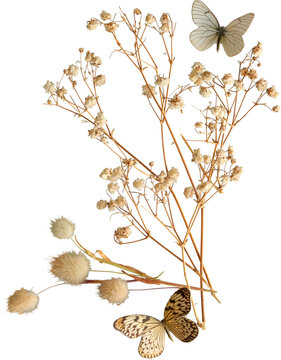 Dried baby's breath and bunny tail flowers with butterflies isolated on transparent background