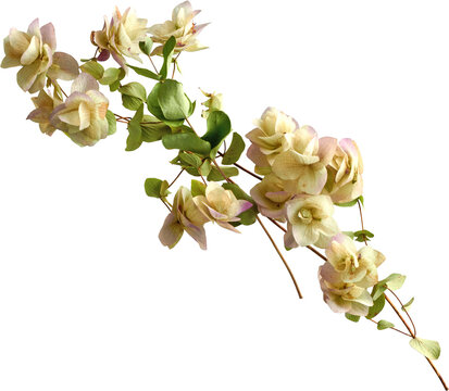 Dried Kent Beauty Oregano flowering branch side view isolated on transparent background