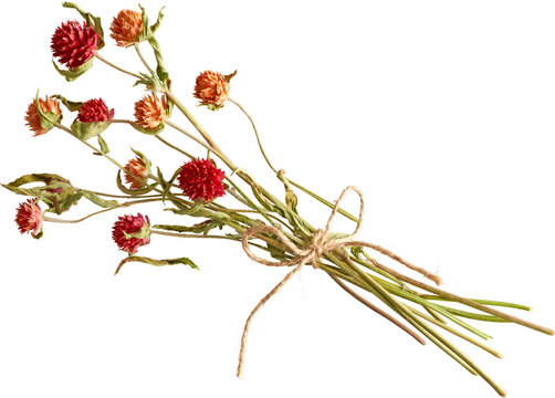 Dried red globe amaranth bouquet with twine isolated on transparent background