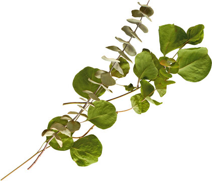 Green and Silver Eucalyptus Branches Flat Lay Isolated on Transparent Background