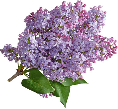 Purple Lilac Flower Branch with Green Leaves Isolated on Transparent Background