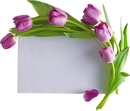 Purple tulips and blank white card flat lay isolated on transparent background