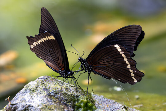 View of two dark swallowtail butterflies interacting while perched on a mossy rock with a soft green background in Hunawihr, Grand Est, France.