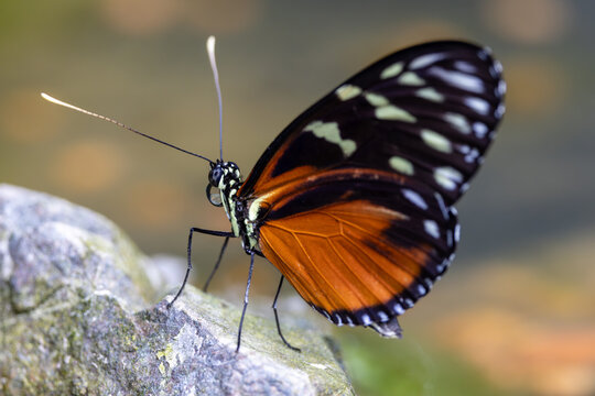 View of a butterfly with orange and black wings resting on a stone surface with a soft bokeh background in Hunawihr, Grand Est, France.