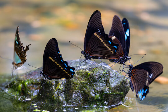 View of several dark swallowtail butterflies with blue spots perched on a mossy rock by the water in Hunawihr, Grand Est, France.