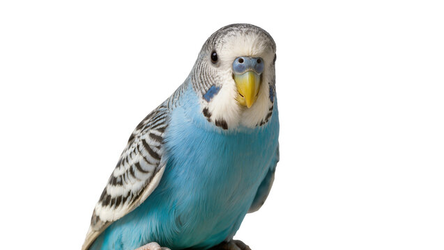 Isolated blue budgerigar parakeet bird pet looking directly at camera with yellow beak