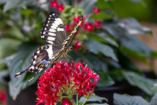 View of a swallowtail butterfly with black and yellow wings perched on vibrant red flowers in a garden in Hunawihr, Grand Est, France.