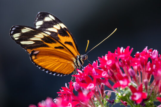 View of a vibrant orange and black butterfly perched on bright pink flowers in Hunawihr, Grand Est, France.