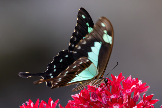 View of a black and turquoise butterfly feeding on vibrant red flowers in Hunawihr, Grand Est, France.