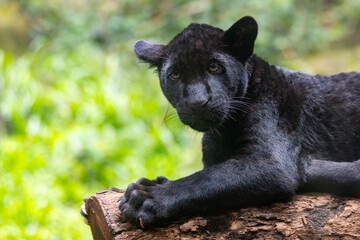 Panthera onca © Lucas