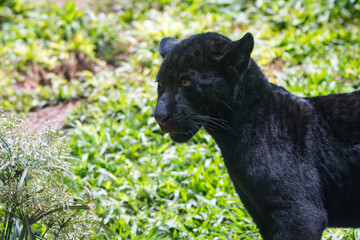 Panthera onca © Lucas