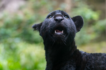 Panthera onca © Lucas