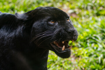 Panthera onca © Lucas