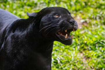 Panthera onca © Lucas