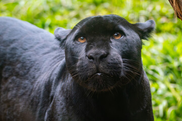 Panthera onca © Lucas