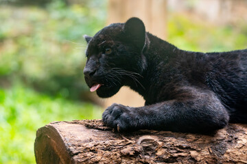 Panthera onca © Lucas