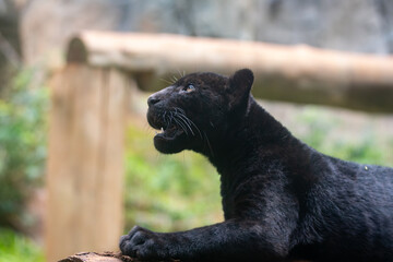 Panthera onca © Lucas