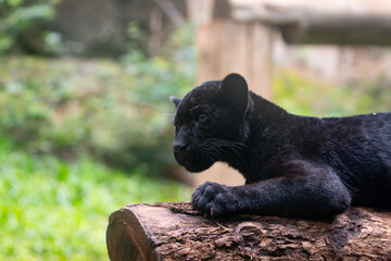 Panthera onca © Lucas