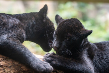 Panthera onca © Lucas