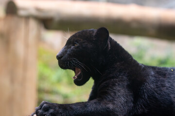 Panthera onca © Lucas
