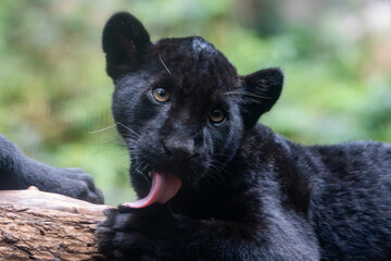 Panthera onca © Lucas