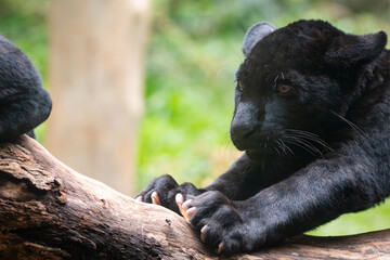 Panthera onca © Lucas