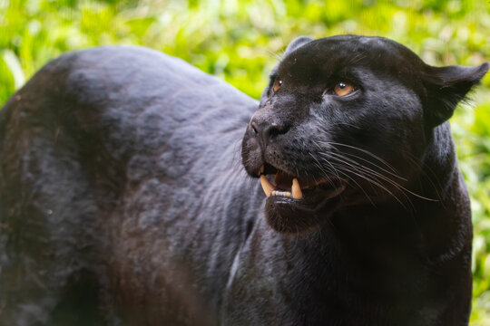 Panthera onca