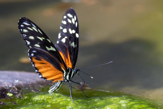 View of a tiger heliconian butterfly with vibrant orange and black wings resting on green moss in Hunawihr, Grand Est, France.