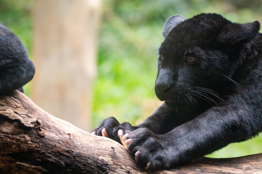 Panthera onca