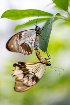 View of two butterflies mating while hanging from a vibrant green leaf in a lush garden Hunawihr, Grand Est, France.