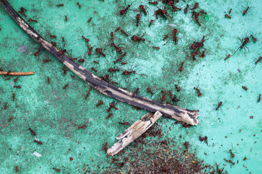 View of numerous reddish-brown ants crawling over a textured green surface and a weathered wooden twig in Hunawihr, Grand Est, France.