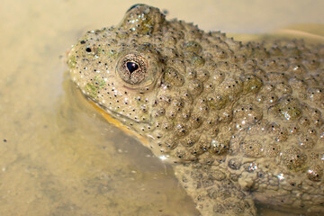 Obraz premium High-key macro portrait of a yellow-bellied toad eye partially submerged in water and mud, creating a minimalist and surreal amphibian wildlife composition
