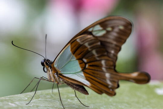 View of a Malachite butterfly resting on a green leaf with a soft pink floral background in Hunawihr, Grand Est, France.