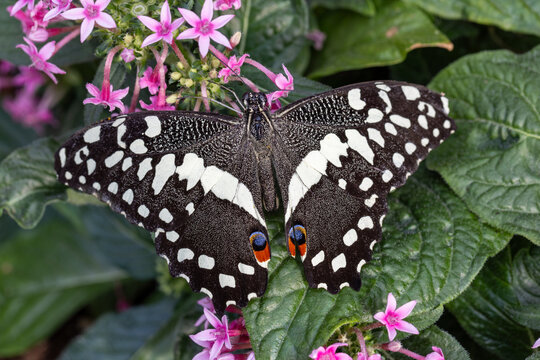 View of a citrus swallowtail butterfly with black and white patterned wings resting on green leaves and pink flowers in Hunawihr, Grand Est, France.