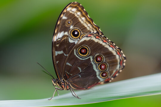 View of a brown butterfly with large eyespots resting on a green leaf against a soft blurred background in Hunawihr, Grand Est, France.